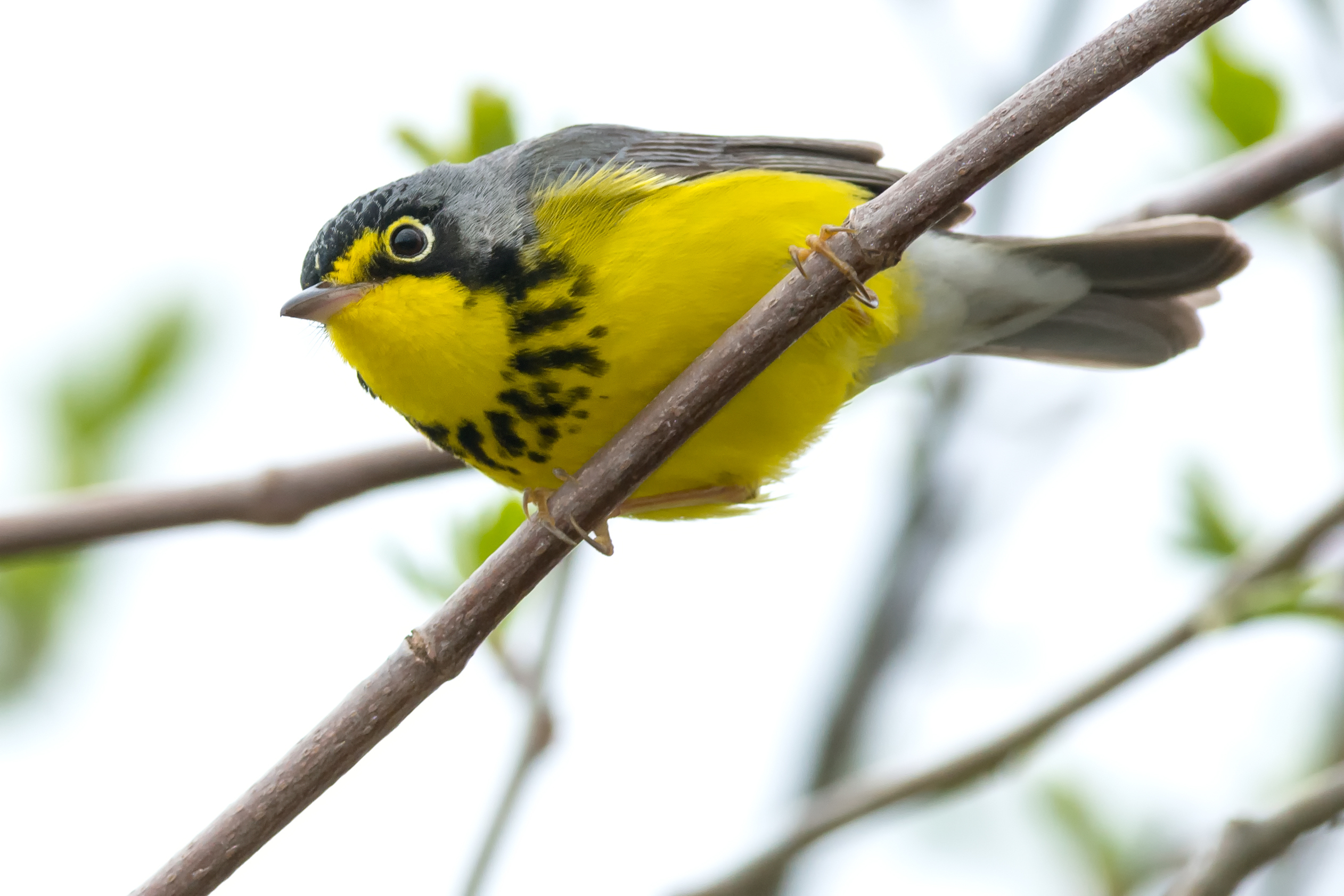 Canada Warbler icon Canada Warbler icon